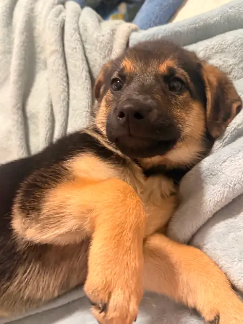 I have 2 puppies left born on April 11th They’re a mixed breed. The dad is a pure golden retriever w...
