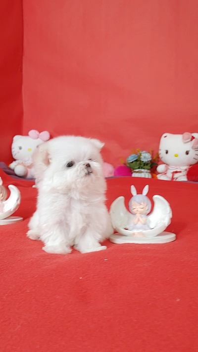 Premium Snow-white Maltese Puppies, View more