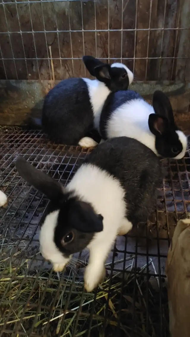 Dutch Rabbit bunnies for sale in Small Animals for Rehoming in Ottawa - Image 2