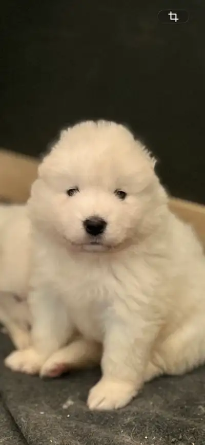 chiot samoyède / puppie samoyed, View more