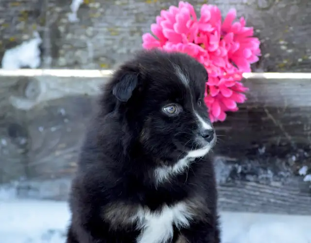 Miniature Australian Shepherd Pups in Dogs & Puppies for Rehoming in Edmonton - Image 11