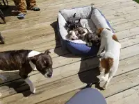 Boston terrier cross jack russel pups 