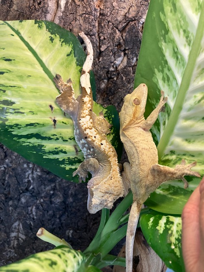Adult Crested Geckos - Breeding Pair, View more