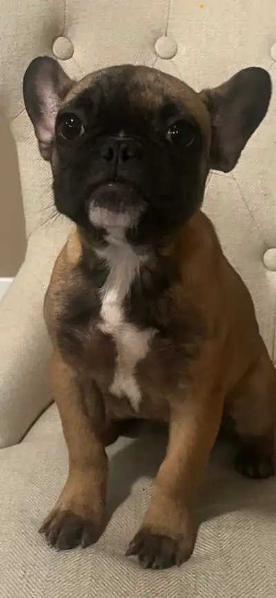 Tan/brown French bulldog puppy for sale, View more