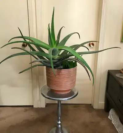 Large Aloe Vera Plant, View more