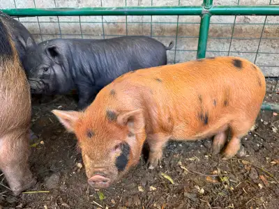 Kune Kune Beauties, View more