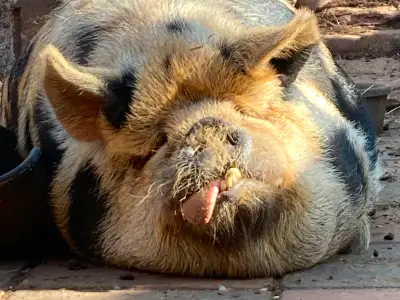 Kunekune pigs born March 2024 available for sale to good homes. They are of breeding age and are soc...