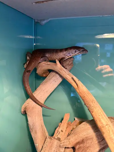 Majors Skink, available for rehome. Active, not a fussy eater. Can be tamed with some work, though p...