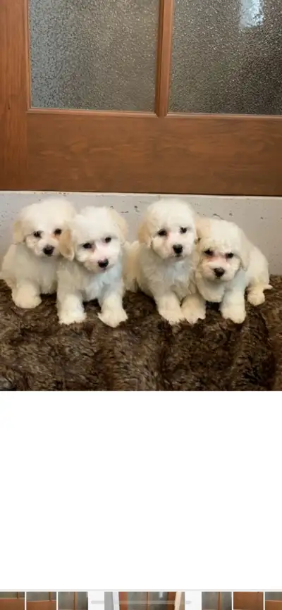Bichon puppies, View more