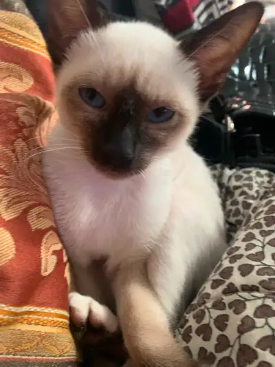 Sweet loving kitten, View more