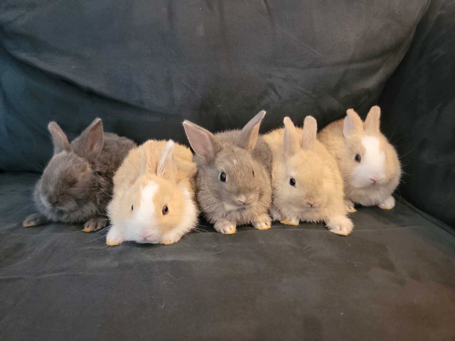 1.5m white / beige baby bunny rabbit bunnies rabbits pet in Small Animals for Rehoming in City of Toronto