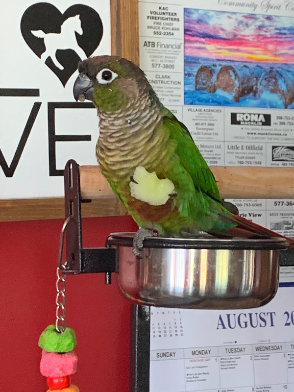 2 year old female green cheek conure in Birds for Rehoming in Red Deer - Image 3