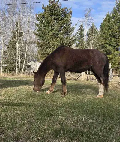 ISO rideable horse, View more
