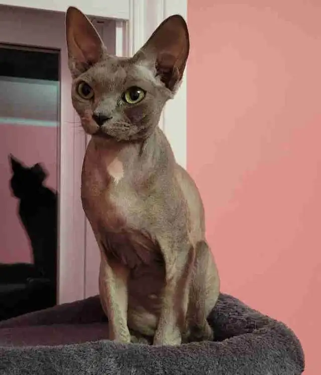 Chatte Devon Rex femelle in Cats & Kittens for Rehoming in Laval / North Shore - Image 5