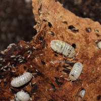 Isopods, Springtails, and other Terrarium supplies!