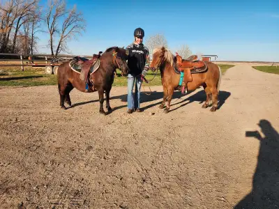Pickles and Thunder (black) are 6 year old gelded shetland ponies standing approximately 10.3hh. The...