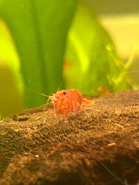SHRIMP FOR TRADE- none available at the moment