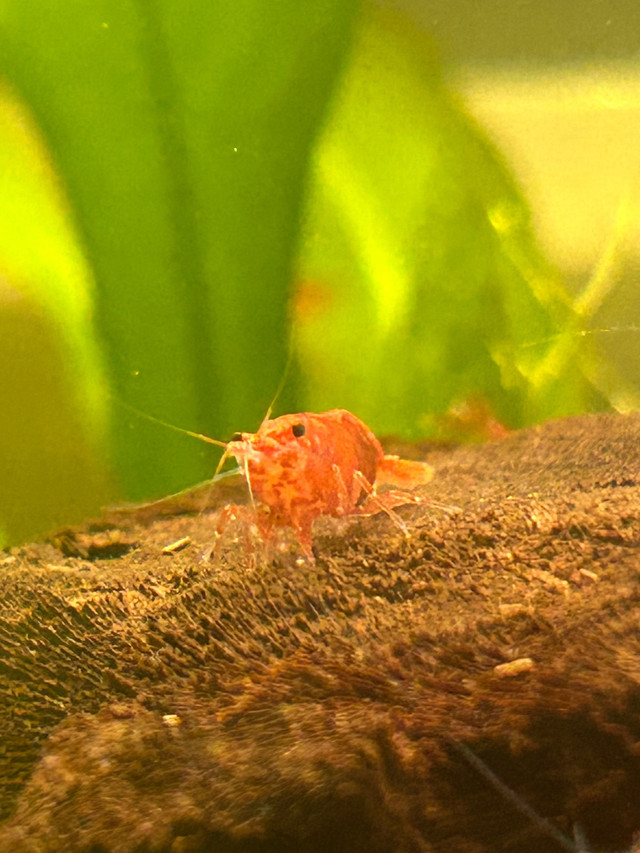SHRIMP FOR TRADE- none available at the moment in Fish for Rehoming in Leamington