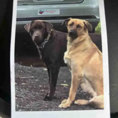 These adorable Labrador Retriever puppies will be available and looking for their forever homes! The...