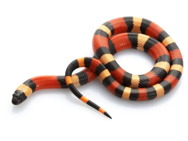 BEAUTIFUL KINGSNAKES, MILKSNAKES, CORNSNAKES in Reptiles & Amphibians for Rehoming in North Bay - Image 7
