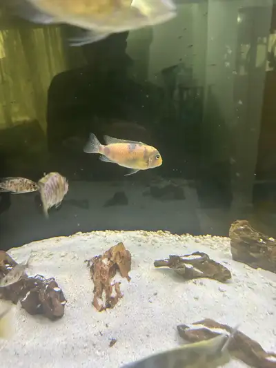 ob cichlid, View more