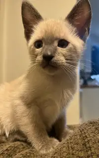 Purebred Siamese kitten for rehoming -9 weeks