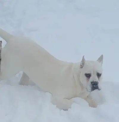 Purebred straw/white Cane Corso puppies for sale, View more