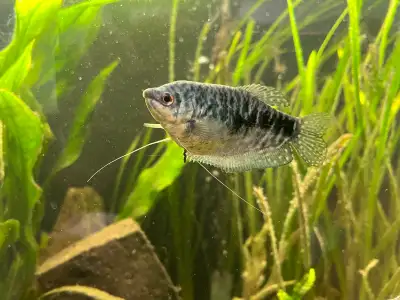 Three Spotted Gourami, Voir plus