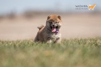Cute Purebred Shiba Inu Puppies available soon!