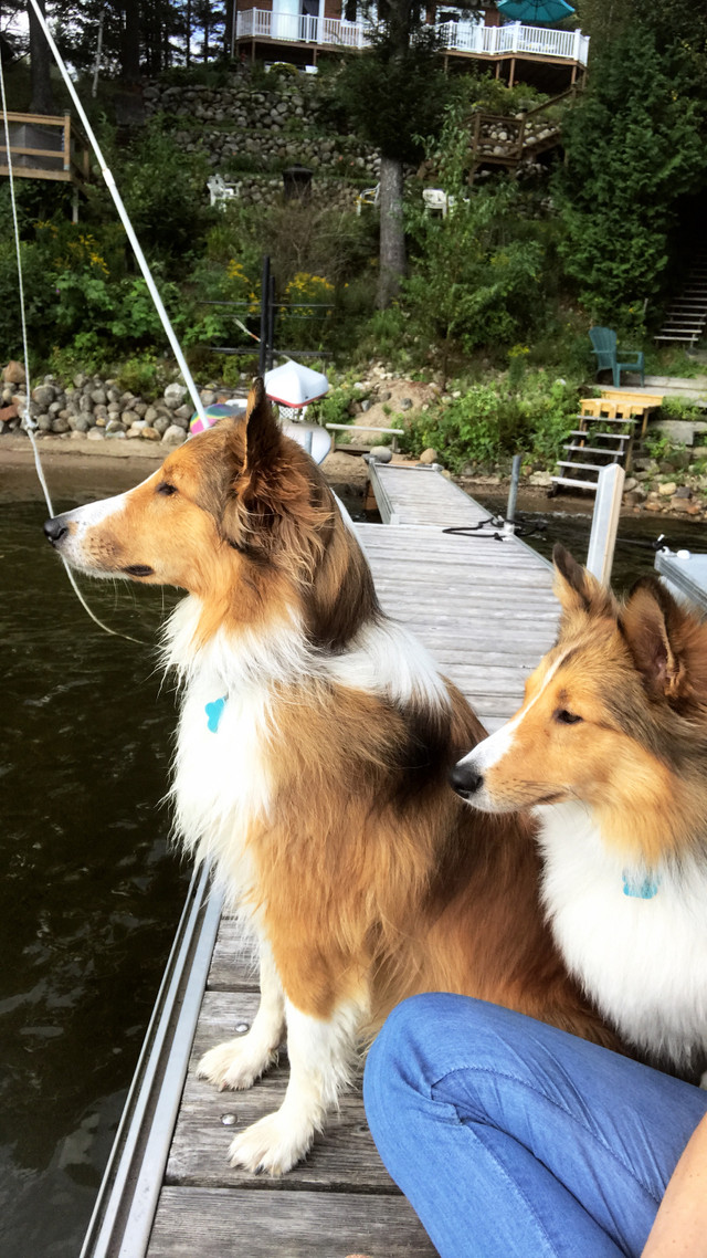 À vendre dans Chiens et chiots à adopter  à Laurentides - Image 3