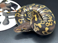 Ball python /python royal