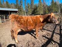 4 yr old Jersey/Simmental cow with calf