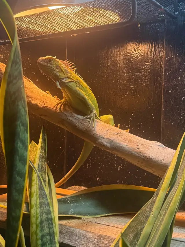 Lime Green Iguana- 12 Months Old FREE, Enclosure included. | Reptiles ...