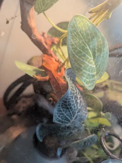 Crested Gecko, Tank & Accessories, View more