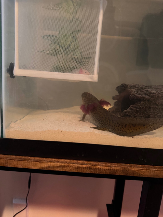 Axolotls  in Other in Barrie - Image 4