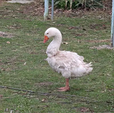 Sebastopol Geese, View more