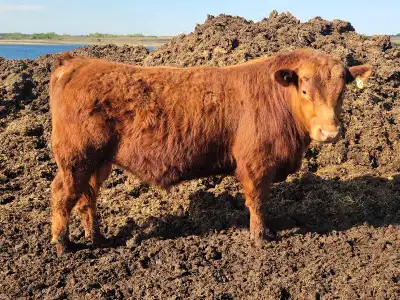 Yearling Red Angus bulls for sale. Heifer bulls and Cow bulls available. Low to moderate BW, great w...