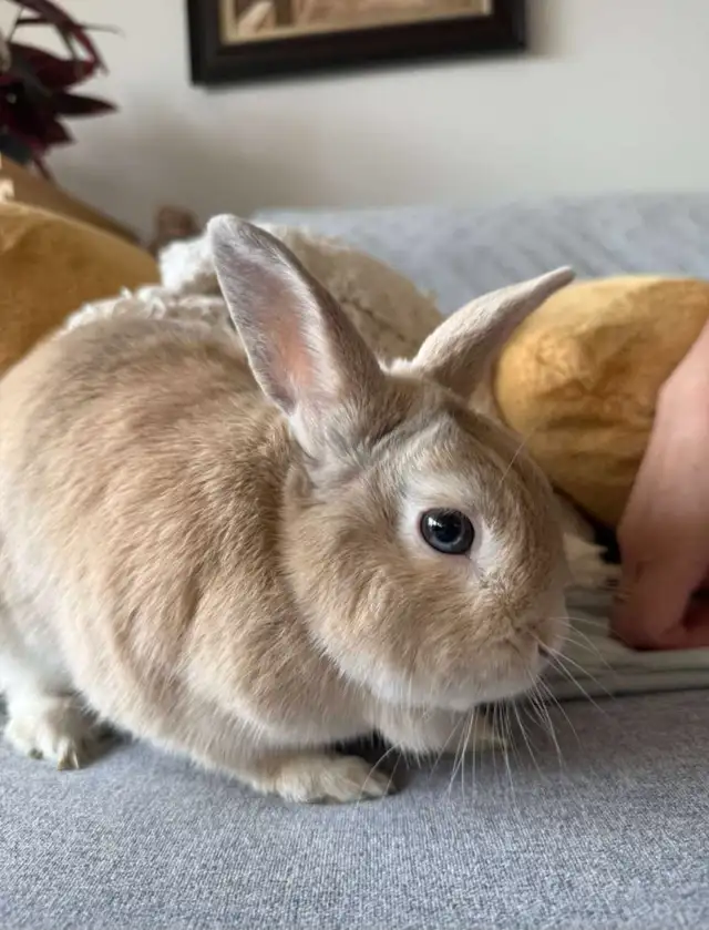 Bonded pair sweet bunnies in Other in Mississauga / Peel Region - Image 3