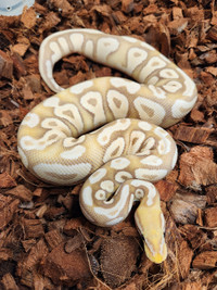 Female Pastave Banana Asphalt/Yellowbelly Ball Python