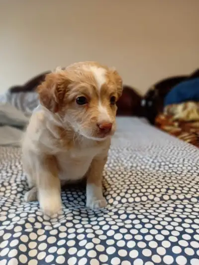 PUPPIES FOR SALE, View more