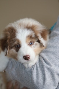 CKC Registered Australian Shepherd Puppies Available