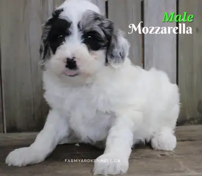 F1B Mini Aussiedoodles, View more