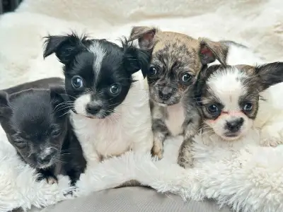 beautiful black and white & brindle  chihuahuas  puppies pups, View more
