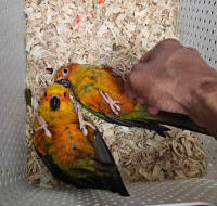 Lucky Chance: Male Sun Conure Baby Looking for a Loving Home!