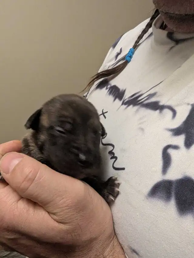 Pups please message number in Dogs & Puppies for Rehoming in Medicine Hat - Image 6