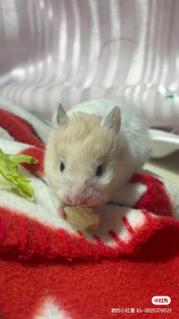 sweetest & healthiest baby hamsters