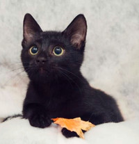 Looking to buy a Black Kitten