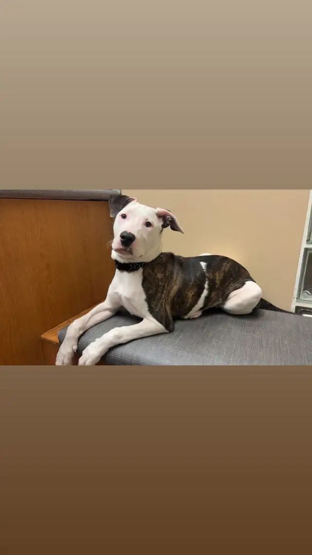 Dogo/ bully female in Dogs & Puppies for Rehoming in Brantford - Image 7