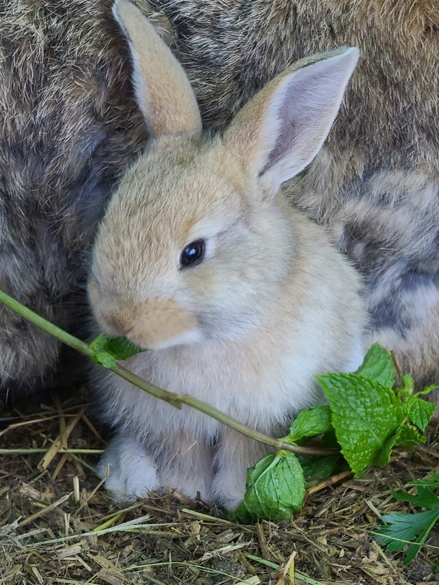 Flemish Giant (25%) x Continental Giant (75%) mix bunny rabbits in Small Animals for Rehoming in Ottawa - Image 2