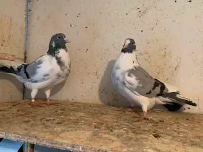 Pigeons-Voutas for sale, View more